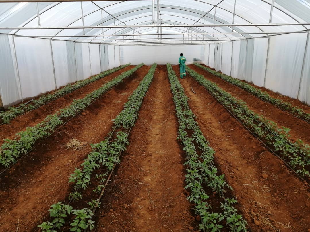 Greenhouse & Tunnel Farming in Zimbabwe