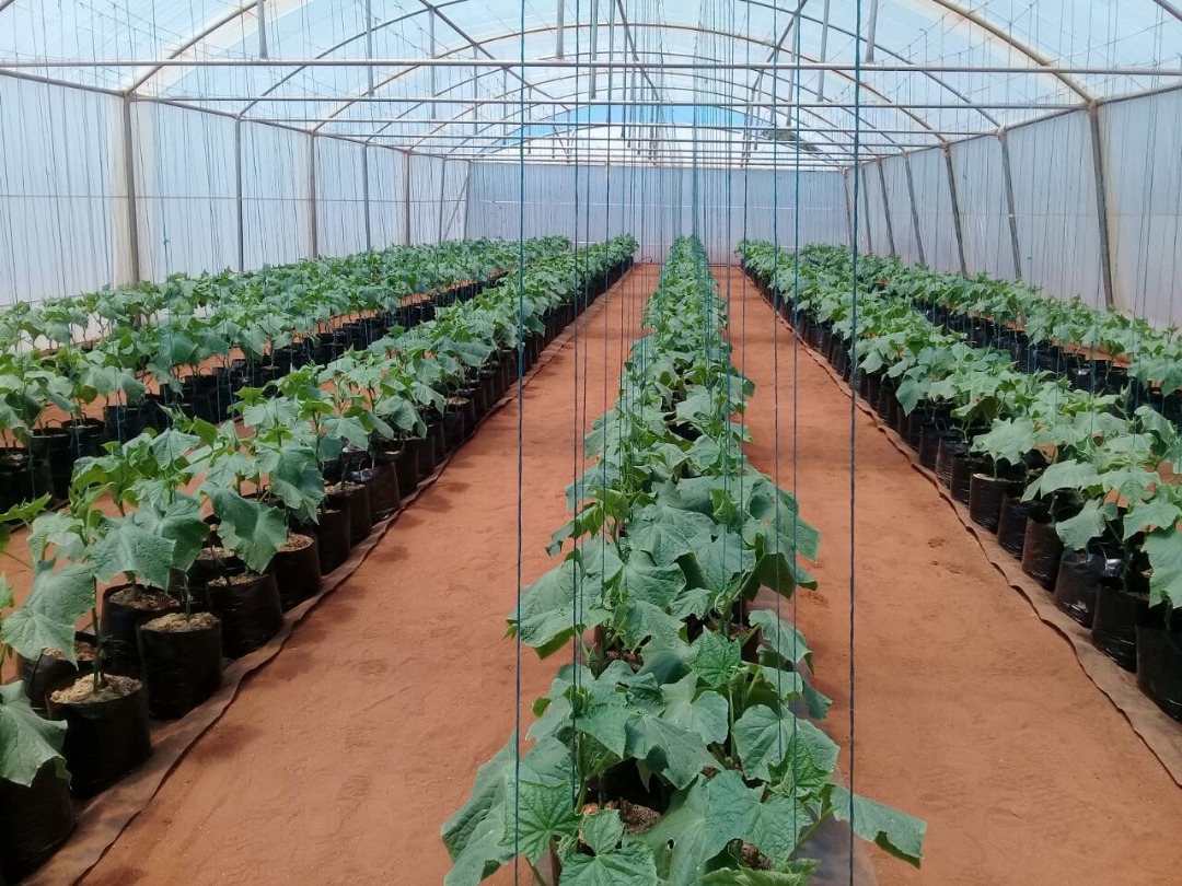 Advantages of Greenhouse Production